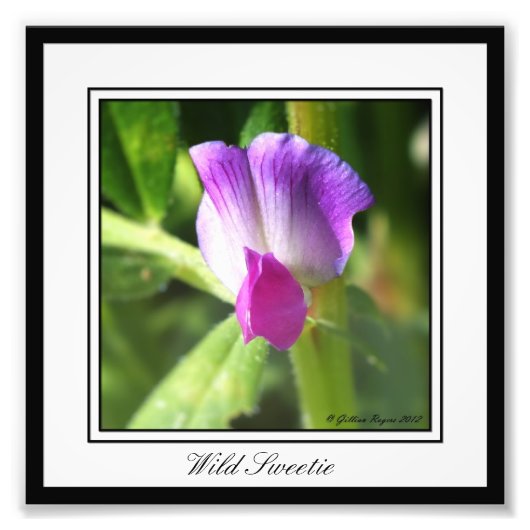 ワイルドスウィーティ フォトプリント            (正面)