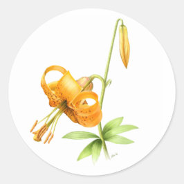 ワイルドタイガーリリー ラウンドシール