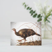 ワイルドターキーはがき ポストカード (スタンド正面)