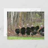 ワイルドターキーズフォトバイロレット・スター葉書 ポストカード (正面/裏面)