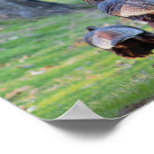 ワイルドターキーズポスター ポスター (角)