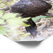 ワイルドターキー撮影プリント フォトプリント            (角)