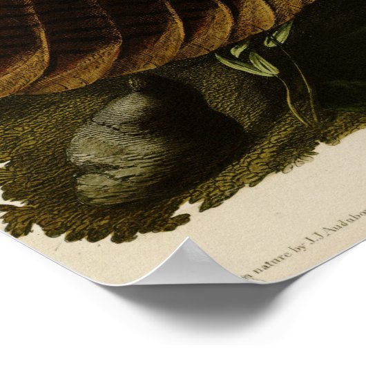 ワイルドターキー ポスター (角)