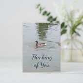 ワイルドダック葉書 ポストカード (スタンド正面)