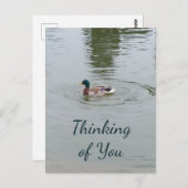 ワイルドダック葉書 ポストカード (正面/裏面)