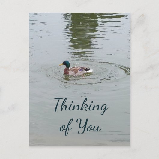 ワイルドダック葉書 ポストカード (正面)