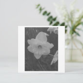 ワイルドダッフォディル 招待状 (スタンド正面)