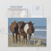 ワイルドチンコテーハポニーズアサーテハーアイランドビーチ ポストカード (正面/裏面)