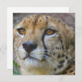 ワイルドチータ招待状 招待状 (正面/裏面)