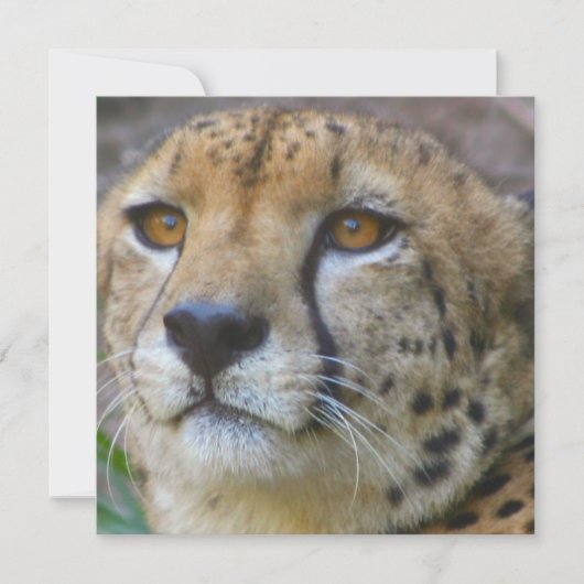 ワイルドチータ招待状 招待状 (正面)