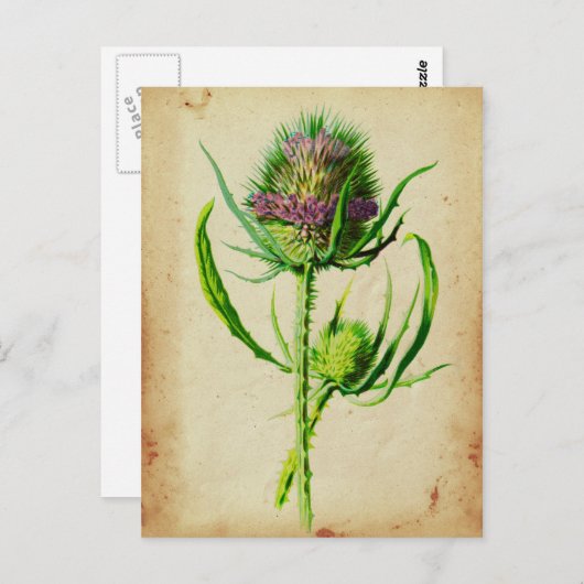 ワイルドテアゼル – ジプサカスシルベストリス ポストカード (正面/裏面)