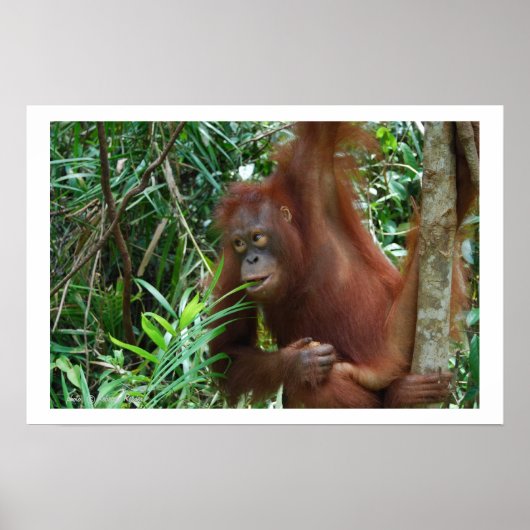 ワイルドデートすること広告 ポスター (正面)