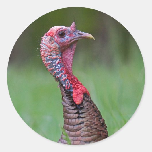 ワイルドトム ラウンドシール (正面)