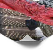 ワイルドトルコ写真ポスター ポスター (角)