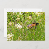 ワイルドニューメキシコWASPはがき ポストカード (正面/裏面)