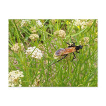 ワイルドニューメキシコWASPはがき