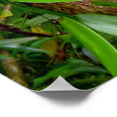 ワイルドバニラオーキッドつる植物 ポスター (角)