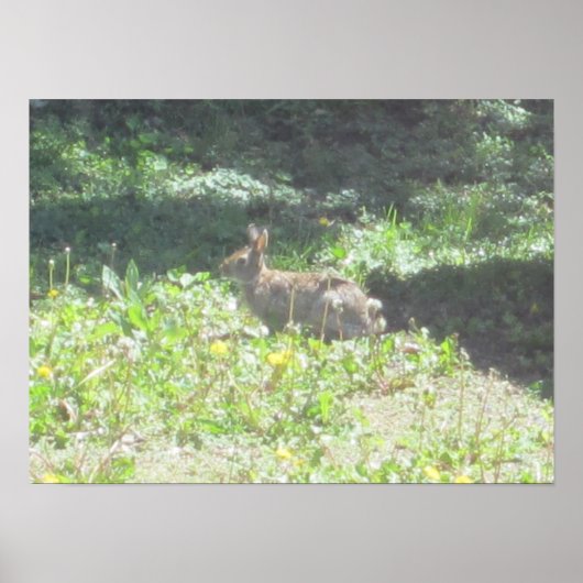 ワイルドバニープリント ポスター (正面)