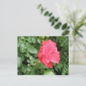 ワイルドバラはがき ポストカード (スタンド正面)