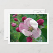 ワイルドバラはがき ポストカード (正面/裏面)