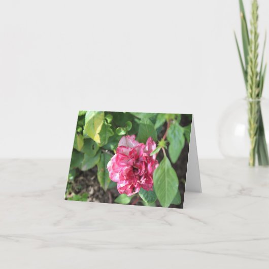 ワイルドバラインザガーデン シーズンカード (正面)