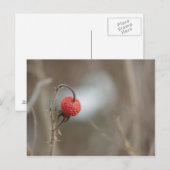 ワイルドバラフルーツ葉書 ポストカード (正面/裏面)