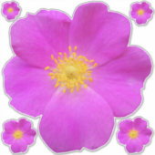 ワイルドバラ2 シール (正面)