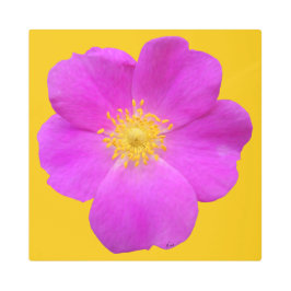 ワイルドバラ2 メタルプリント