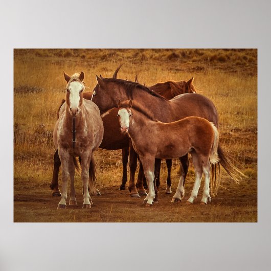 ワイルドパタゴニアのスピリット写真 ポスター (正面)