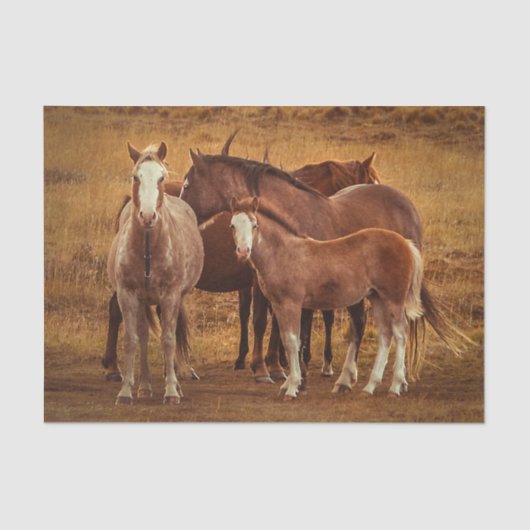 ワイルドパタゴニアのスピリット写真 薄葉紙 (正面)