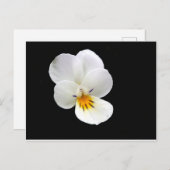 ワイルドパンジーはがき ポストカード (正面/裏面)