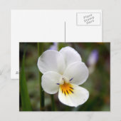 ワイルドパンジーはがき ポストカード (正面/裏面)