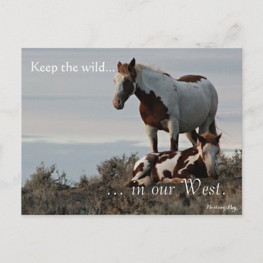 ワイルドファミリー、事前アドレス指定：インテリアの秒 ポストカード (正面)