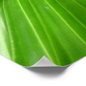 ワイルドファンパーム ポスター (角)