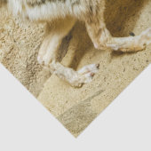 ワイルドフェンネックキツネ 薄葉紙 (詳細)