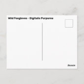 ワイルドフォックスグローブ – ジギタリスプルプレア ポストカード (裏面)