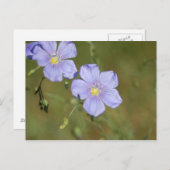 ワイルドフラックスの花2 ポストカード (正面/裏面)