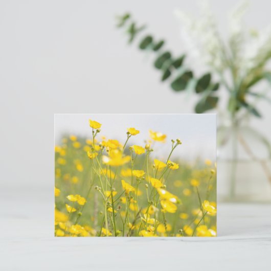 ワイルドフラワーの一種、メアウッド・バターカップ ポストカード (スタンド正面)