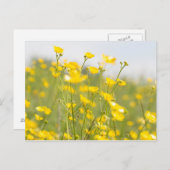ワイルドフラワーの一種、メアウッド・バターカップ ポストカード (正面/裏面)