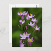 ワイルドフラワーアート写真 ポストカード (正面/裏面)