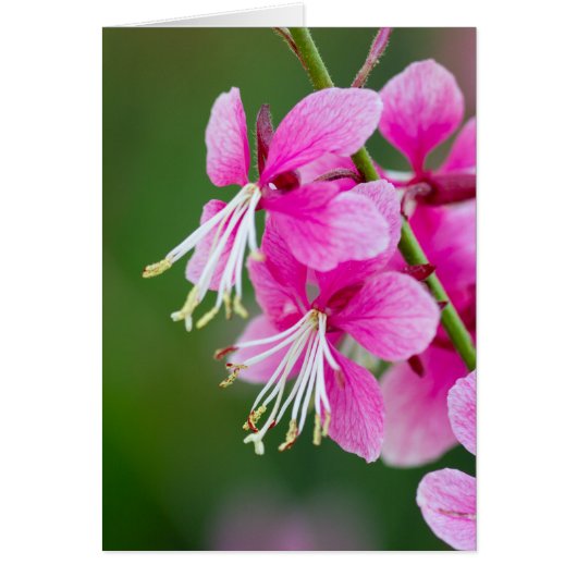 ワイルドフラワーカスタマイズ (正面)