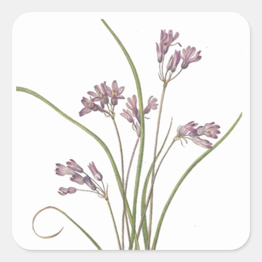 ワイルドフラワーシール スクエアシール (正面)