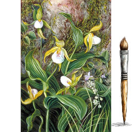 ワイルドフラワーズオブシムラ，インドby Marianne North 薄葉紙