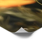 *~*ワイルドフラワーズ子猫5:4スカイキッテン猫AP68 ポスター (角)