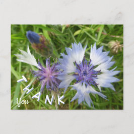 ワイルドフラワーズ: 青いコスモス 感謝の気持ちのポストカード ポストカード