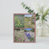 ワイルドフラワーテキサス州 ポストカード (スタンド正面)