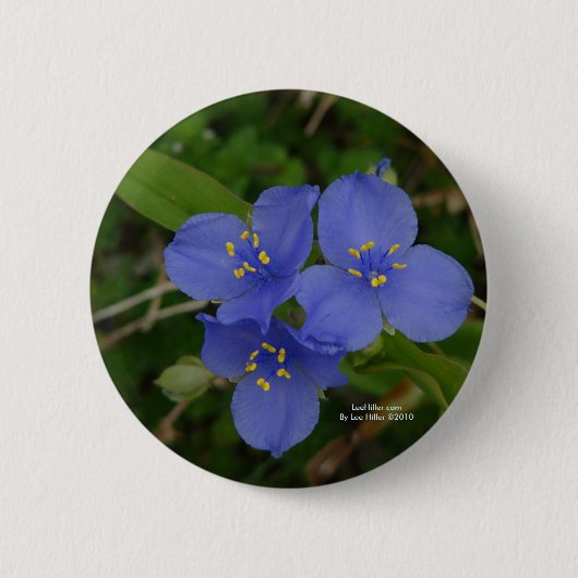 ワイルドフラワーブルースパイダーワート熱い春ARギフト 缶バッジ (正面)