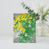 ワイルドフラワーポストカード ポストカード (スタンド正面)