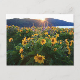 ワイルドフラワーポストカード ポストカード