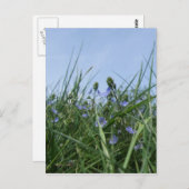 ワイルドフラワーメドウ葉書 ポストカード (正面/裏面)